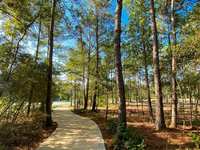 The Value of Native Trees in The Woodlands, TX